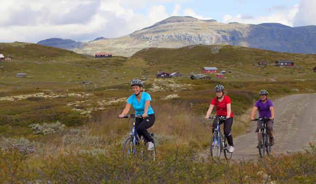 Bike trips Bergsjøområdet Ål in Hallingdal