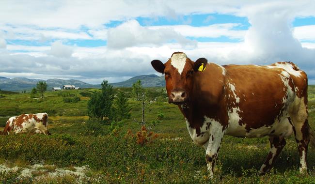 Cattle at Torpoåsen
