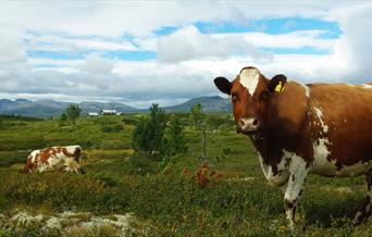 Cattle at Torpoåsen