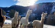 Happy mountain alpacas