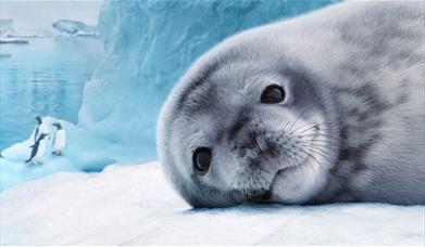 Antartica IMAX Close up of a seal.