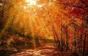 A picture of woods in autumn, showing shafts of sun through trees with gold, red and orange leaves (c) Canva Images