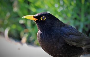 A picture showing a Blackbird (Canva)