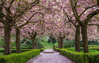 Bolling Hall | Cherry Blossom Trees