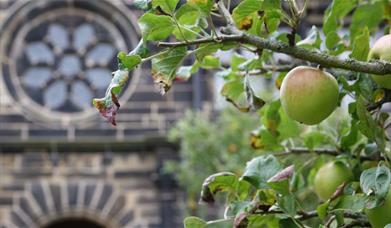 Apples at East Riddlesden Hall