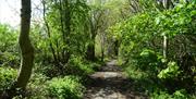 A wooded path