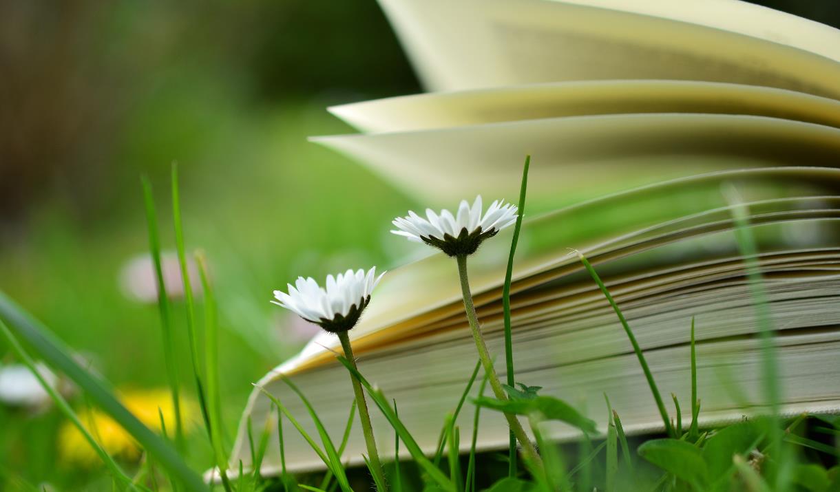 Book open on the grass next to daisies (c) Canva images.