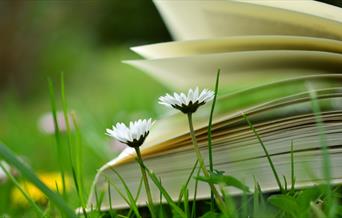 Book open on the grass next to daisies (c) Canva images.