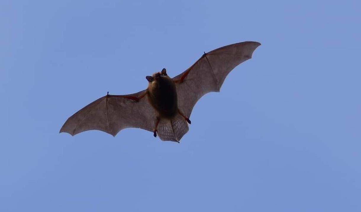 Bat soaring in the sky
