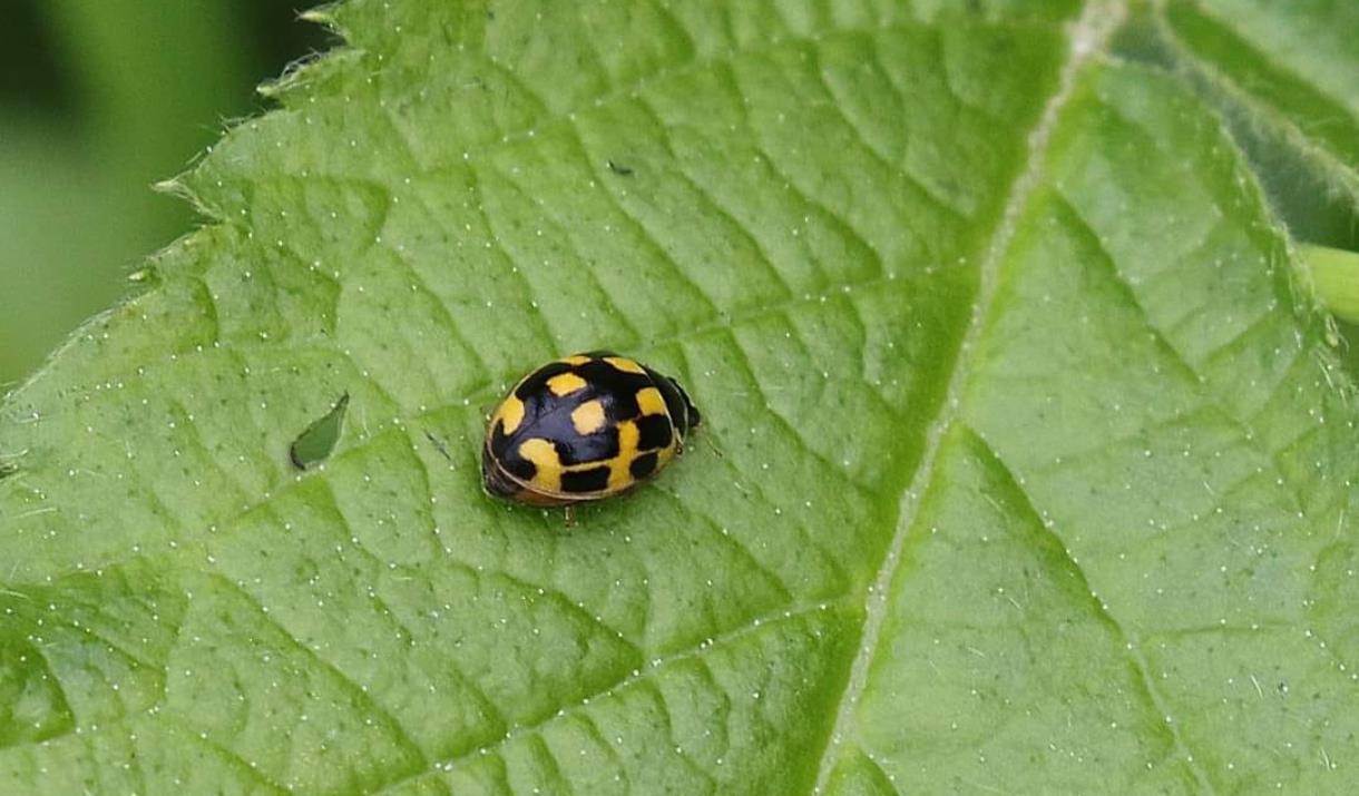 Yellow and black ladybird sat on a leaf at Denso Marston Reserve