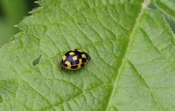 Yellow and black ladybird sat on a leaf at Denso Marston Reserve