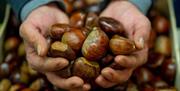 Handful of chestnuts.