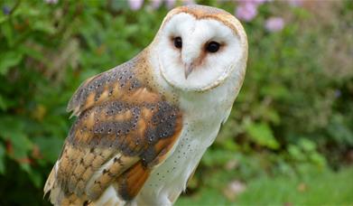 A photograph of a barn owl (c) Canva Images