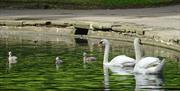 Peel Park Swans