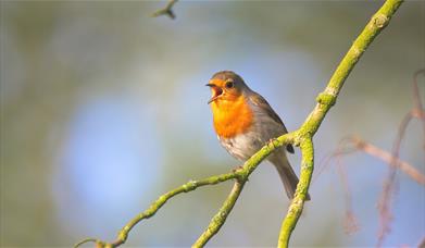 Robin singing image via Canva