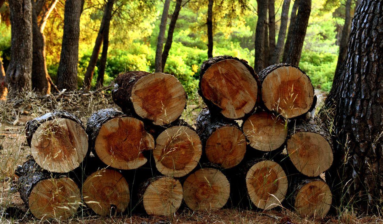 A picture of felled logs, in a wood (c) Canva Images