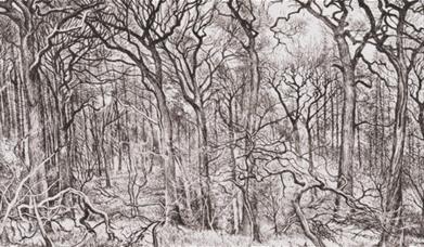 A drawing of trees