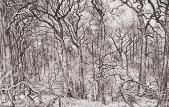 A drawing of trees