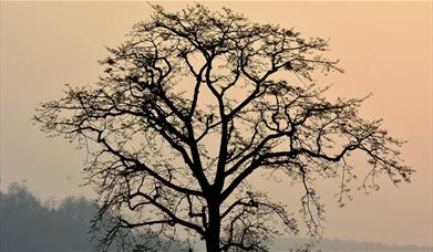 A photograph of a bare tree against a pale winter sky (c) Canva Images
