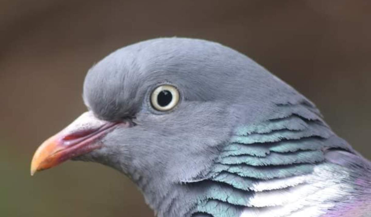 Close up of a wood pigeon