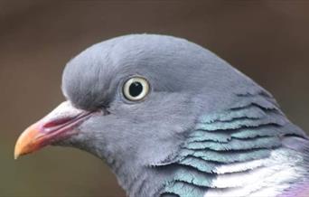 Close up of a wood pigeon
