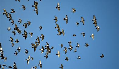 A picture of lots of birds in flight, against a blue sky (c) Canva Images