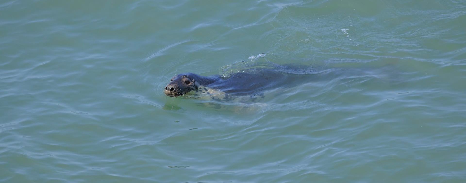 A grey seal swimming off Sarn Cynfelyn on the Ceredigion coast