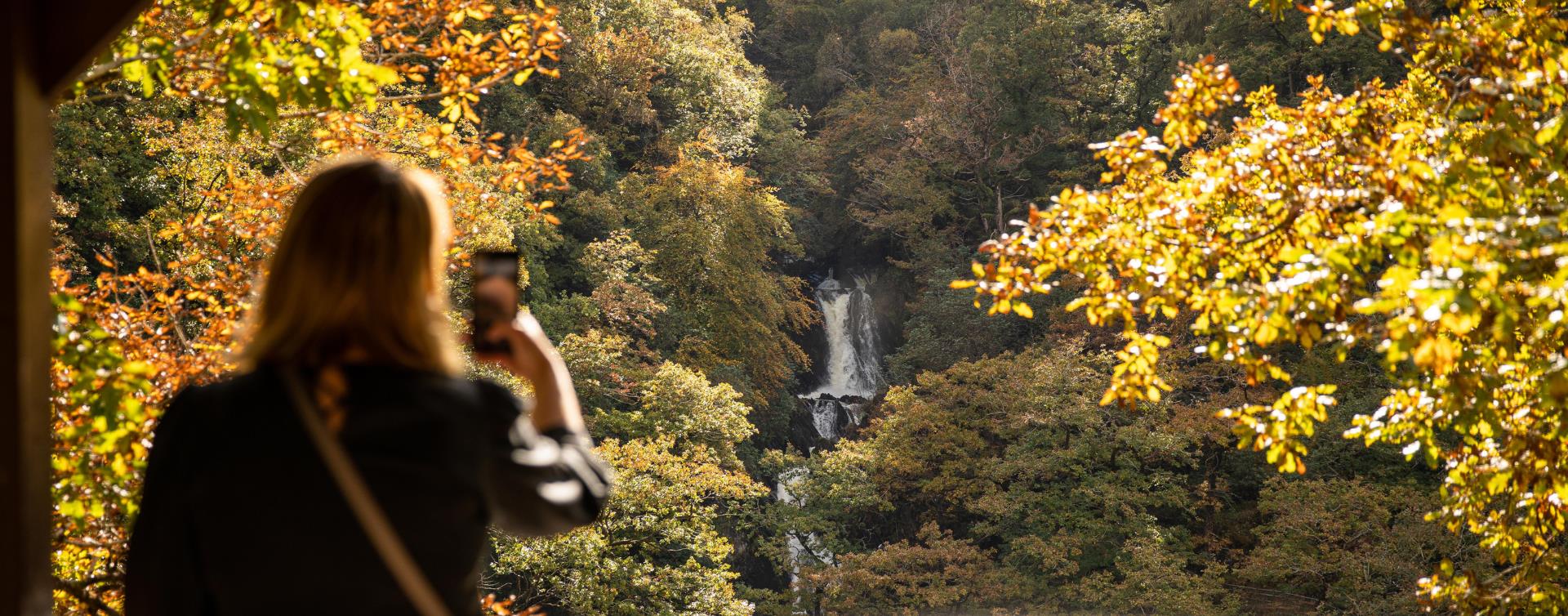 A view of Devils Bridge Falls with gold, Autumnal leaves on the trees.