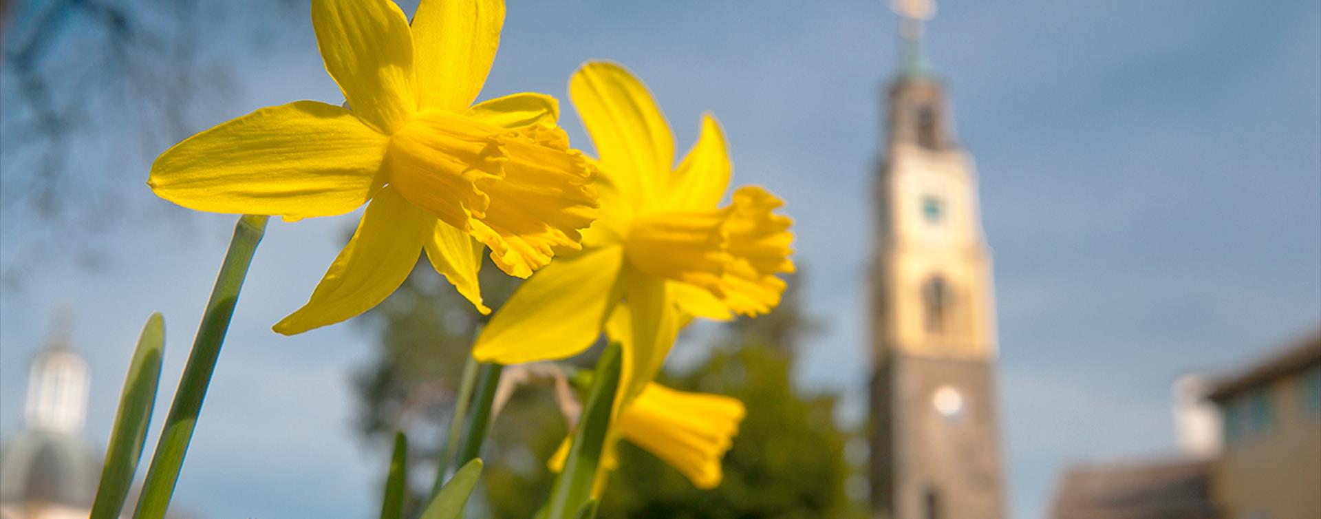 Daffodils in Portmeirion