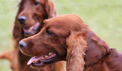 Working & Pastoral Breeds Association of Wales