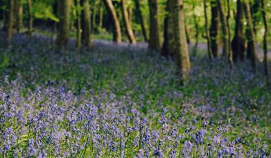 Gogerddan Wood