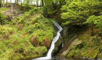 Hafod Estate Pieran Falls