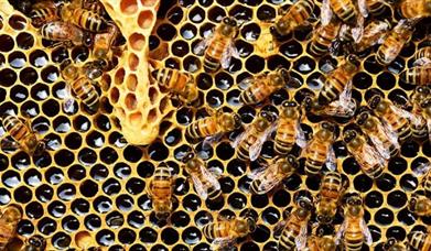 Welsh Beekeepers Convention 