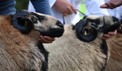 Sennybridge Show