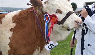 Cardigan County Show