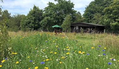 Wild Meadow Camping in Ceredigion - log cabin and meadow