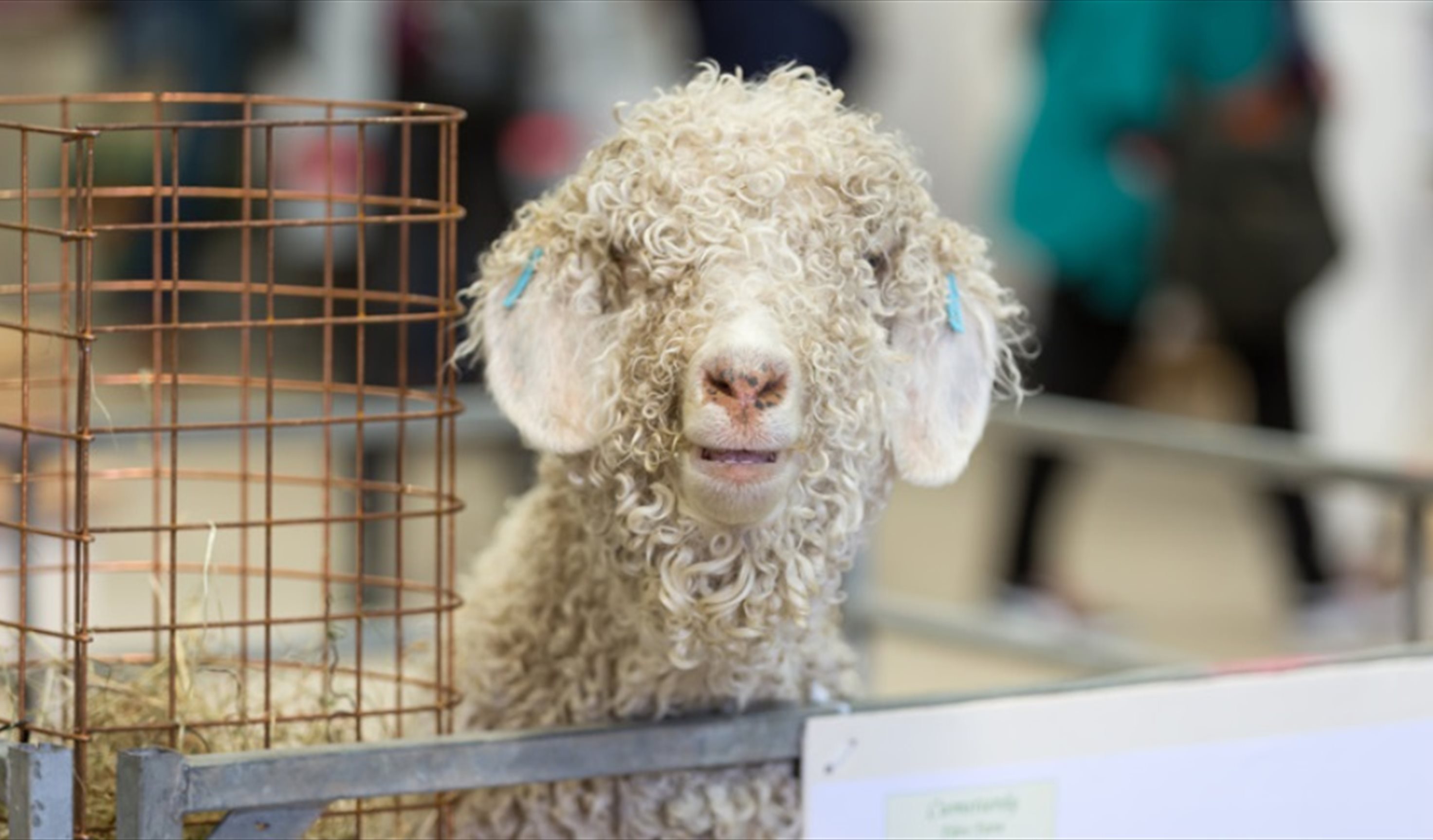 Wonderwool Wales