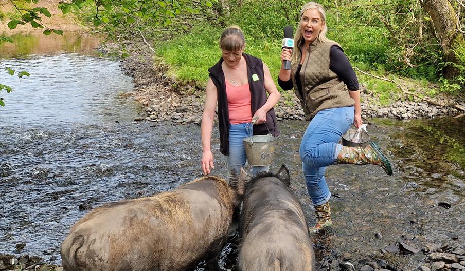 Swim with pigs in the Bahamas? Pah!!! Paddle with Pigs in the Beacons with our charming Piggy Walk and Pig-Nic