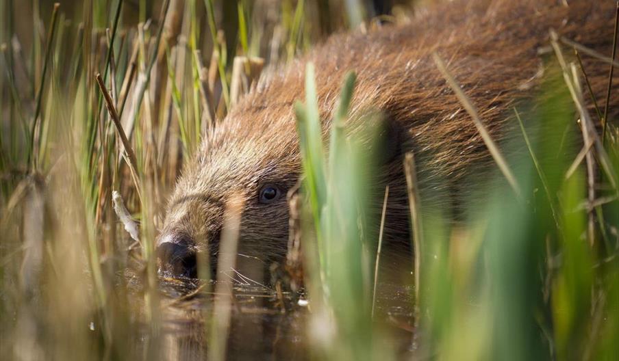 Cors Dyfi Nature Reserve | Beavers recently introduced