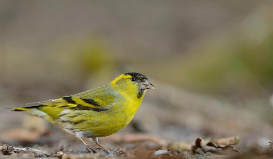 Siskin - Image Credit: Ben Andrew