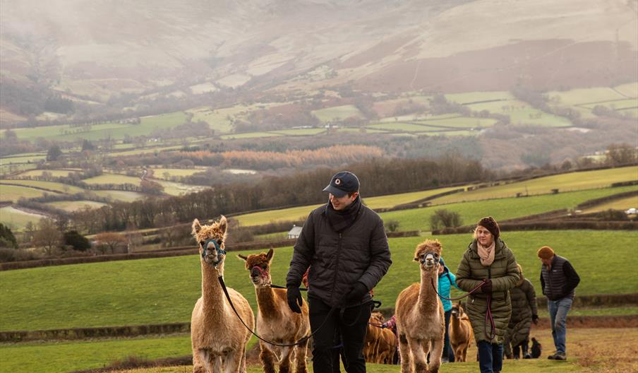 Alpaca boots online