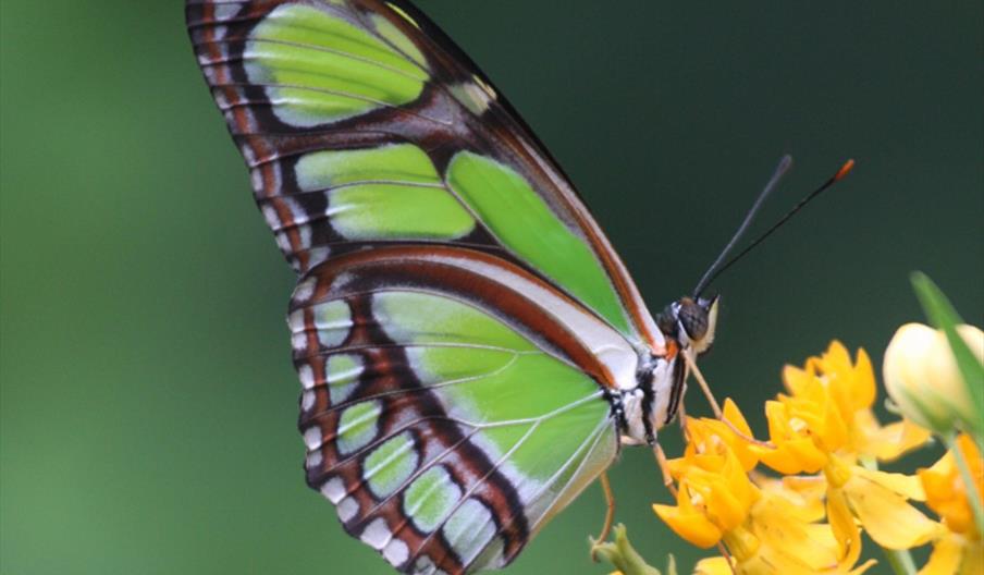 Magic of Life Butterfly House