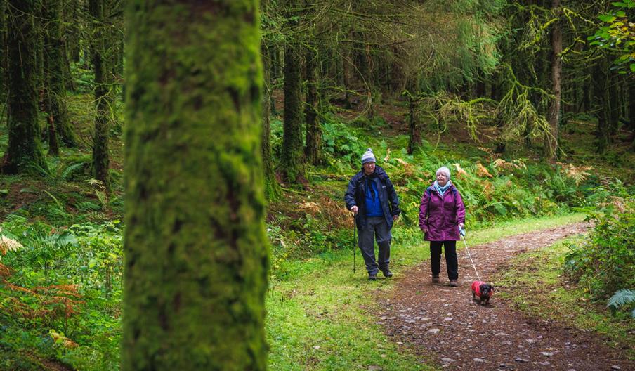 Crychan Forest and Halfway Forest