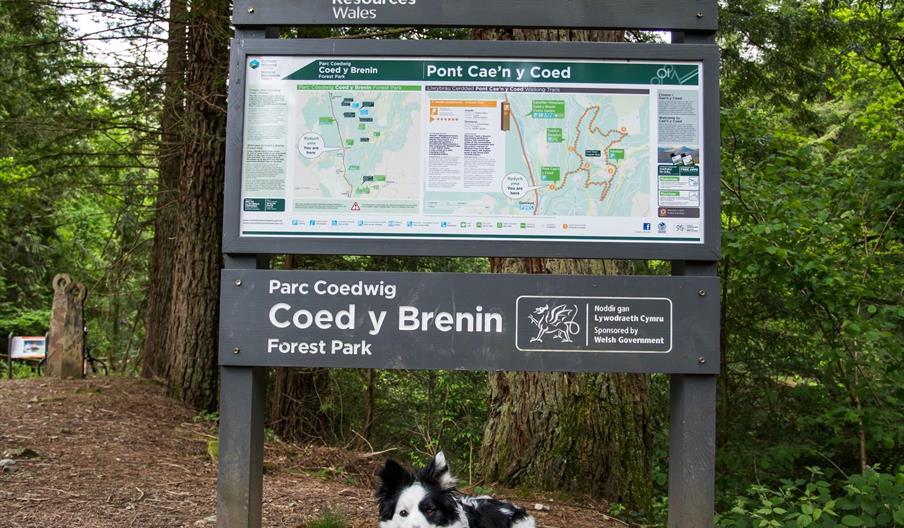 Coed Y Brenin Walking Trails Nrw Dolgellau Visit Mid Wales