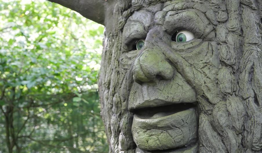 A tree with a face in the Welsh Legends Maze