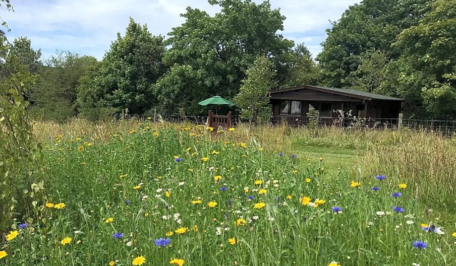 Wild Meadow Camping in Ceredigion - log cabin and meadow