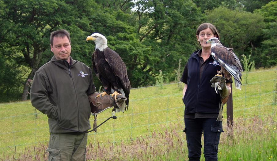 Birds of prey experiences in Wales, Things to do