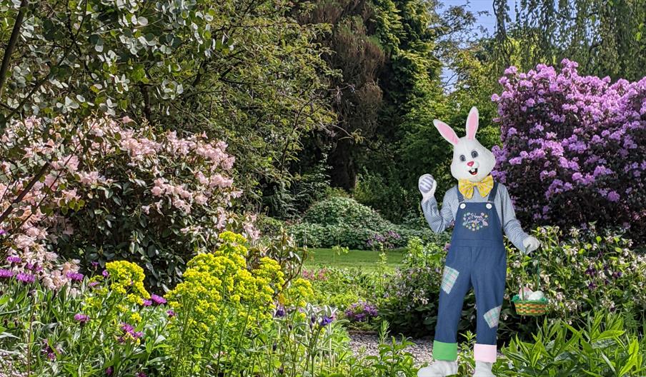 Easter Bunny at Cae Hir Gardens