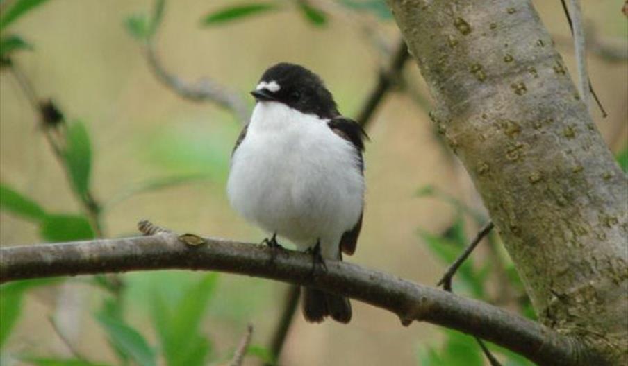 Pied flycatcher