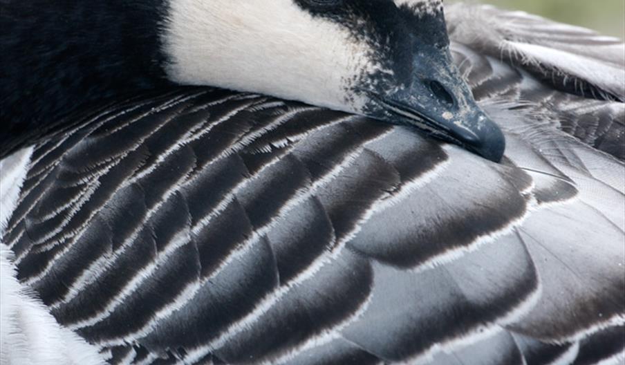 Barnacle Goose